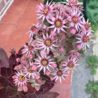 ВивеЛьесприт🔻 (@hiya484a) 's Twitter Profile Photo