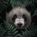 Pandamonium (@pandamonium137) Twitter profile photo Pandamonium (@pandamonium137) Twitter profile photo