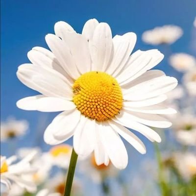 DancinwDaisies's profile picture. Mutual Aid Bitchilante
vigilante bitch, exposing those taking advantage of others in MA community