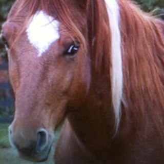 loveshorses68 Profile Picture