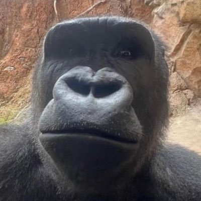 sShrimpGhost's profile picture. Dream is destiny.