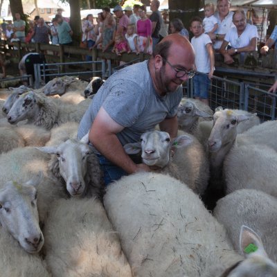 alg. mdw buitendienGem.Hattem,vrijwilliger schaapskuddes EpeHeerde en Elspeet,duurzaam,duurzaam beheer en biodiversiteit en dat te verbeteren,Veluwseheideschaap