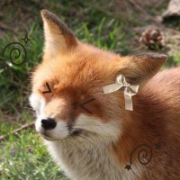Daisy~🌼 (@daisysnotepad) 's Twitter Profile