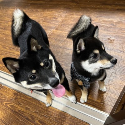 komaruri227125's profile picture. 豆柴ちゃん達と暮らすサラリーマン 可愛いワンチャンズの備忘録/こまちゃん(2024年生まれ)/るりちゃん(2025年生まれ)