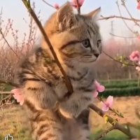 SPARK (@sparkbtc25) 's Twitter Profile