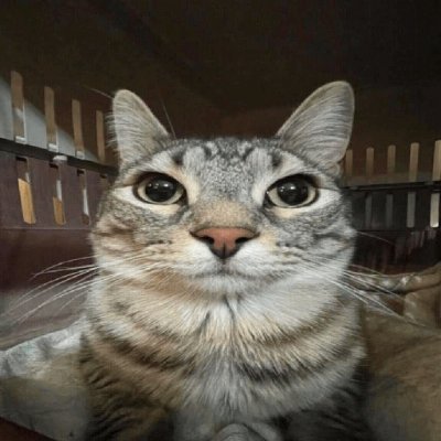 maciekdev's profile picture. modeler & builder #roblox