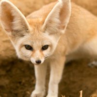 DesertFoxAI (@desertfoxai) 's Twitter Profile