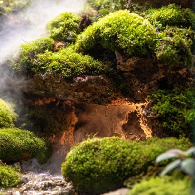 DreamBiomes's profile picture. 