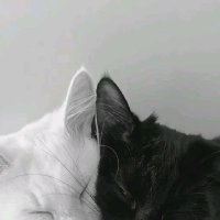 Bell (@tinkerbell9312) 's Twitter Profile