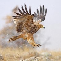 Nord (@aiglesdunord) 's Twitter Profile