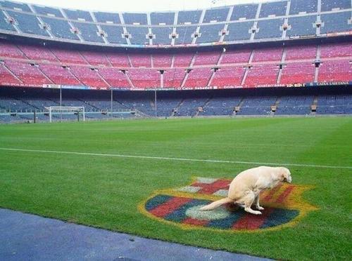 NO SOY MADRIDISTA DE CORAZON XQ EL CORAZON UN DIA SE PARA, SOY MADRIDISTA DE ALMA XQ EL ALMA ES ETERNA... Soy de los que cree que piensa mal y acertaras