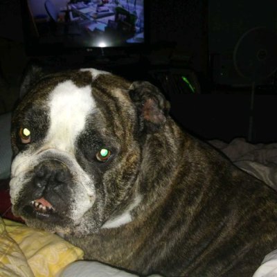 Luckydog617's profile picture. 