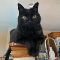 Reggie ❤️💙🐈⬛🇺🇸 (@reggiecat1988) 's Twitter Profile Photo Reggie ❤️💙🐈⬛🇺🇸 (@reggiecat1988) 's Twitter Profile Photo