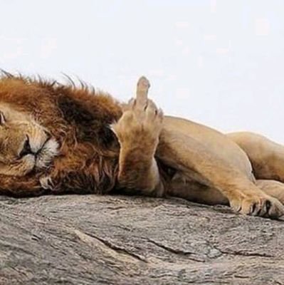 Island_Mystic's profile picture. Why So Serious? None of this is real life!