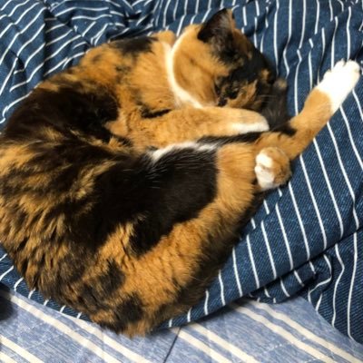 nyayuta_pachi's profile picture. パチンコ スロット ポケモンSV VTuberが主な趣味です。 あと動物大好き。