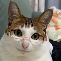 Catboy (@catboy2066927) 's Twitter Profile