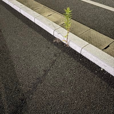 shikano_diary's profile picture. 男