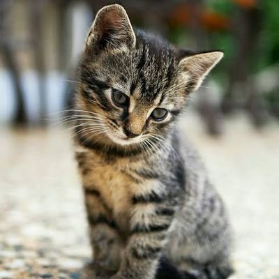 「私は屈強な軍人ですが、猫を見ると心が溶けてしまいます。厳しい世の中で、私に平和と愛、そして少しの優しさをもたらしてくれる、大好きな仲間たちです。」❤️