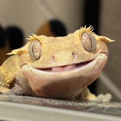 @gossipgeckos