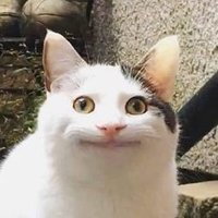 思い出のマロニー (@moru_tips) 's Twitter Profile
