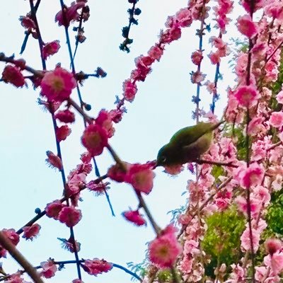 家族バンド/家族でアニメ鑑賞/愛する夫とカフェめぐり🩷🧚🏻♀️/世界が平和になりますように🙏DM返信はしてません🙇♀️