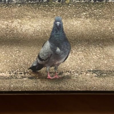 General physician/whole person doctor. Permanently exhausted pigeon. All views my own.