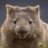 Mr_Wombat avatar