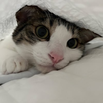 death_1125's profile picture. ●レオ🌈とルイとクッキー😺のパパ ●自作PC ●For honor(D.eath) ●Discord(D.eath#7155)