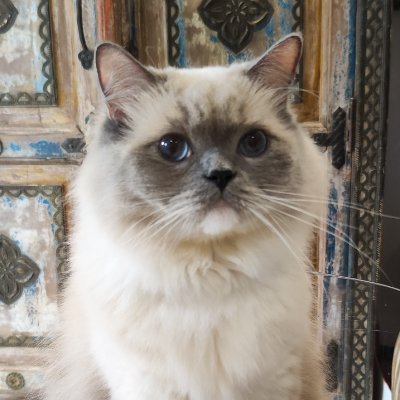 marsiertwts's profile picture. 26 • she/her • infp-t • pisces • @marseliene
acc for retweeting everything i love ♡
f1 • anime/manga • video games • cats • music