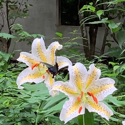 wwlucky0821's profile picture. 花好き。歴史好き。大河ドラマ好き。某業界オールドルーキー。家族大事。平和大事。   スパイ防止法。台湾有事は日本有事。