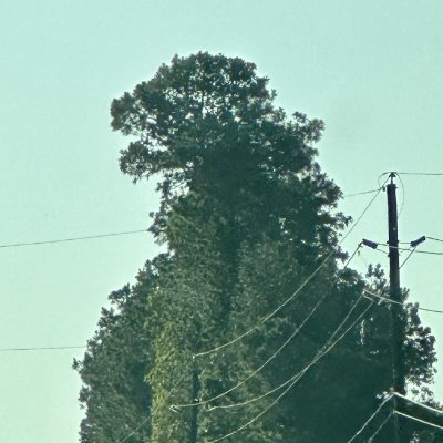 gnonzilla's profile picture. 