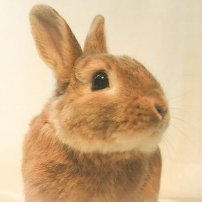 kurogomakinakoさんのプロフィール画像