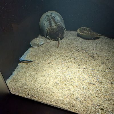 ハムリンゴさんのプロフィール画像