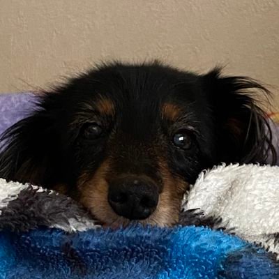 m9222494216819's profile picture. 愛犬はミニチュアダックスの女の子もも。(2008年7月30日生まれ。)
L-R　黒沢健一　　
チェッカーズが特に好き。西武ライオンズ。