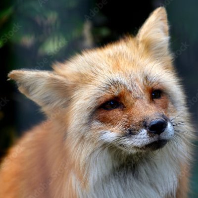 RIP Mikayla Raines 🦊さんのプロフィール画像