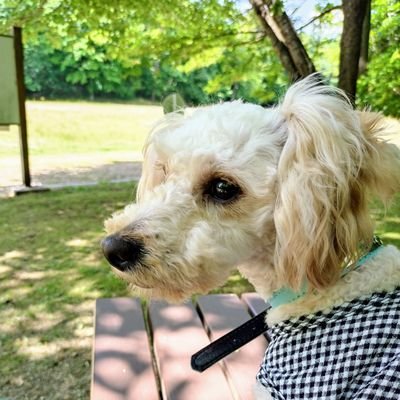 Leo20151018's profile picture. 譲渡犬として迎え入れたシュナウザーのレオ君です。9歳♂で🌈組さんの仲間入り。（R7.4/12）
現在トイプー（アプリコット）ビビ君２才♂約5k。ショップからの出戻りさんを譲渡犬として迎えいれました
ワンコ用なのでその他のフォローは受け付けておりません。メールもやらないですよ!
H系きたら報告＆ブロックは必ずします！！