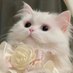 星愿小᳐猫᳐ ੭ (@73_qn) Twitter profile photo 星愿小᳐猫᳐ ੭ (@73_qn) Twitter profile photo