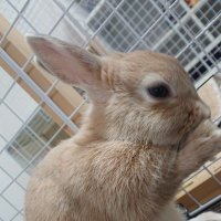 ぴろり～な (@pylori_0123) Twitter profile photo