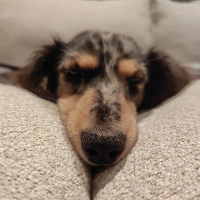 4ヶ月の息子👦と1歳のワンコ🐶/在宅ワーカーを目指す/長崎と福岡を行ったり来たり/前職は財務で予算管理/趣味:ゲーム実況動画を見ること、生き物/fammスクール2025.7月受講→卒業生/よろしくお願いします✨