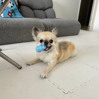 tiisuke_tiii's profile picture. 