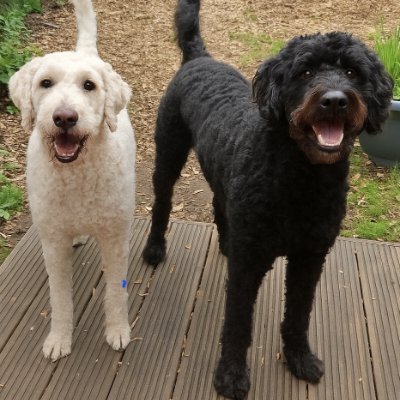 Father. Husband. Chaser of two deranged labradoodles. Fighting for Scottish independence and the last biscuit in the tin.