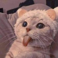 KombiFN1 (@kombifn1) 's Twitter Profile