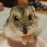 shinji@バケツプリン (@harumatsuibuki9) 's Twitter Profile Photo