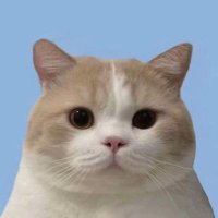 つよくいきる (@utxtu__58) 's Twitter Profile