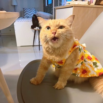 duangjuree's profile picture. Love Dilireba, Support Faye 🌻/ TKNur 🦌🐬/ 👑🎀