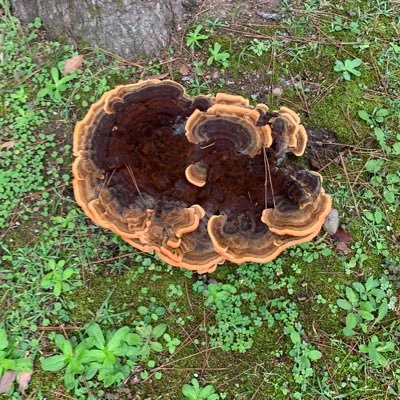 Stef_firudo's profile picture. °初心者。/三峰結華担当・神崎蘭子すち/enzaとソン/探しています