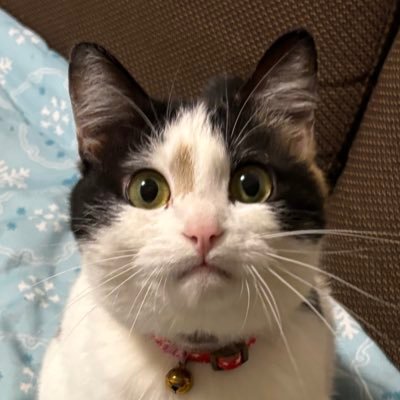 ぇだ🐾さんのプロフィール画像