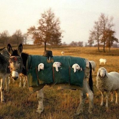 dvdenjoyer's profile picture.
