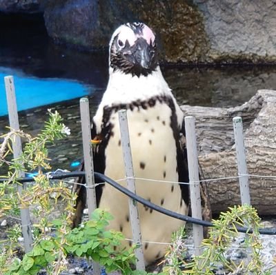 ma23naruazu5's profile picture. なんと