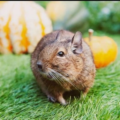 hhiktu90275's profile picture. 